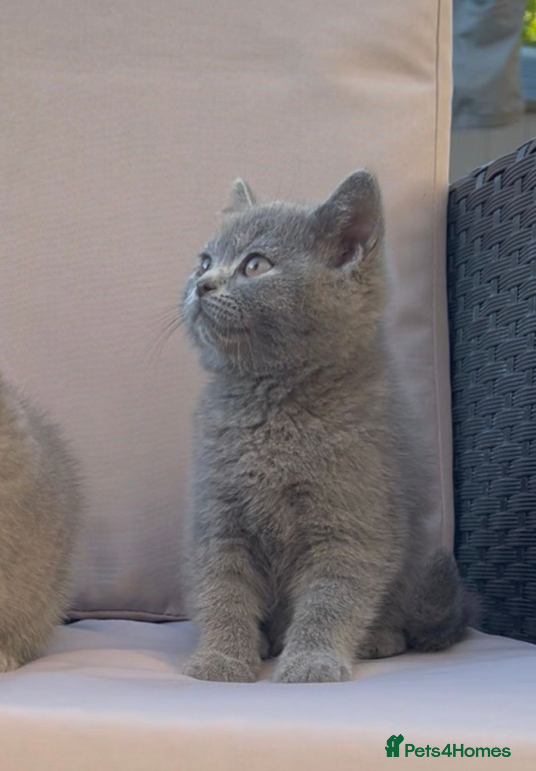 British Shorthair cats for sale: 💙 *Last little boy* Gorgeous bsh 💙 - Image 1