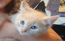 Domestic Shorthair cats for sale: 3 kittens for sale - Image 12