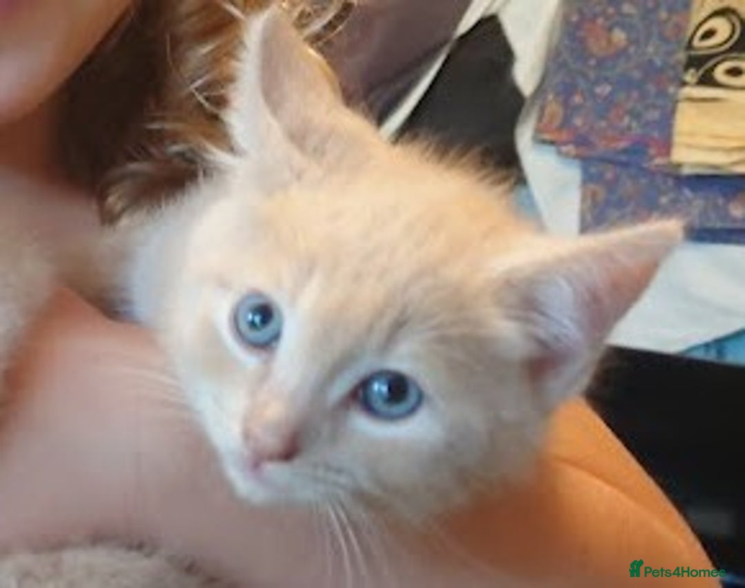 Domestic Shorthair cats for sale: 3 kittens for sale - Image 12