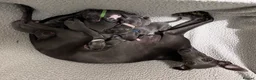 Whippet dogs for sale: KC Reg blue whippet puppies in Ledbury - Advert 14