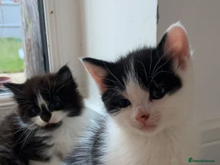 British Longhair cats - Advert 21