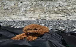 Toy Poodle dogs for sale: Female Toy Poodle  - Image 2
