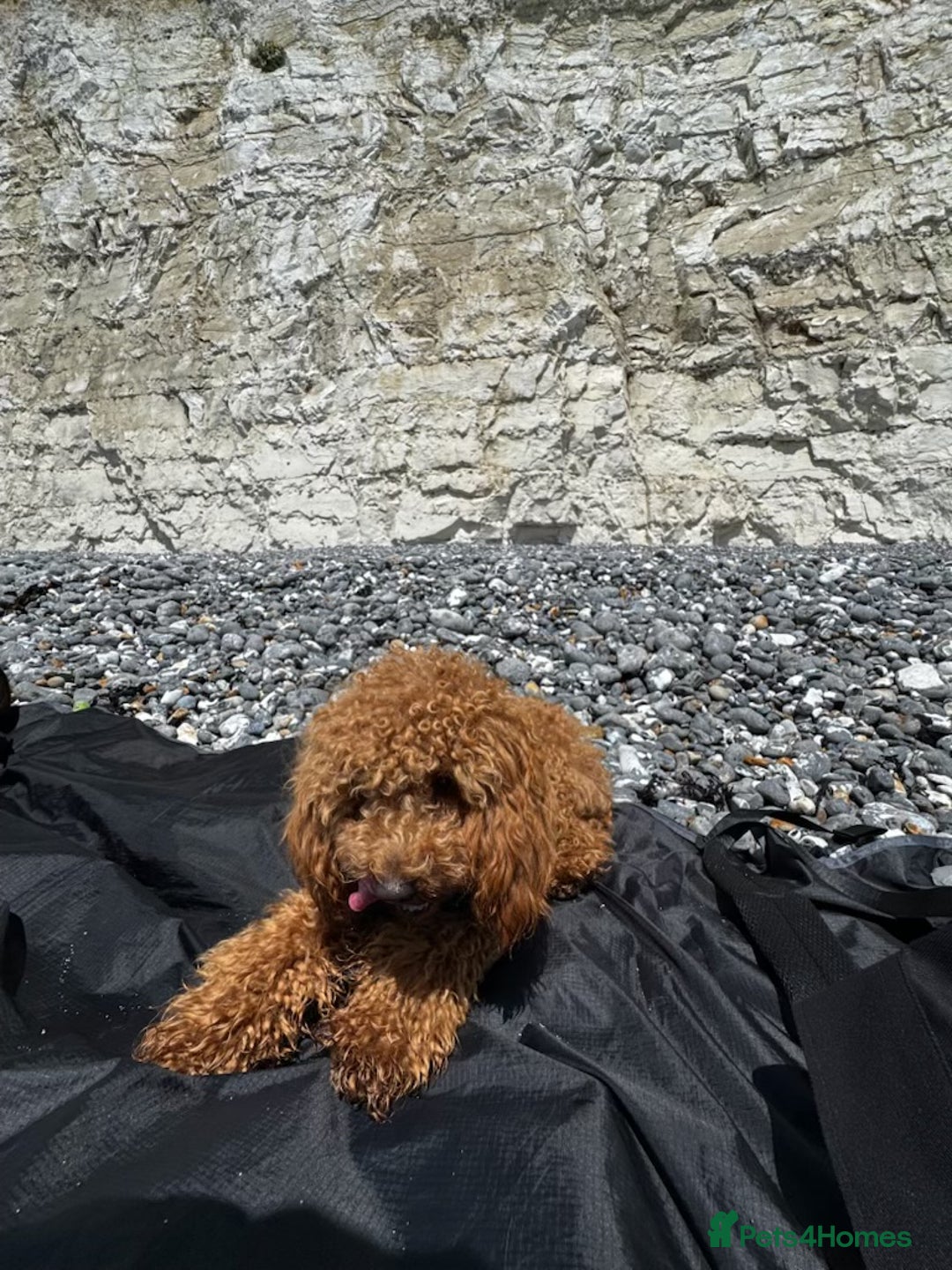 Toy Poodle dogs for sale: Female Toy Poodle  - Image 2