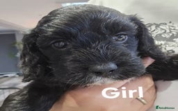 Cockapoo dogs for sale: Champion Line 🏆 F1 Miniature Cockapoo Puppies - Image 5