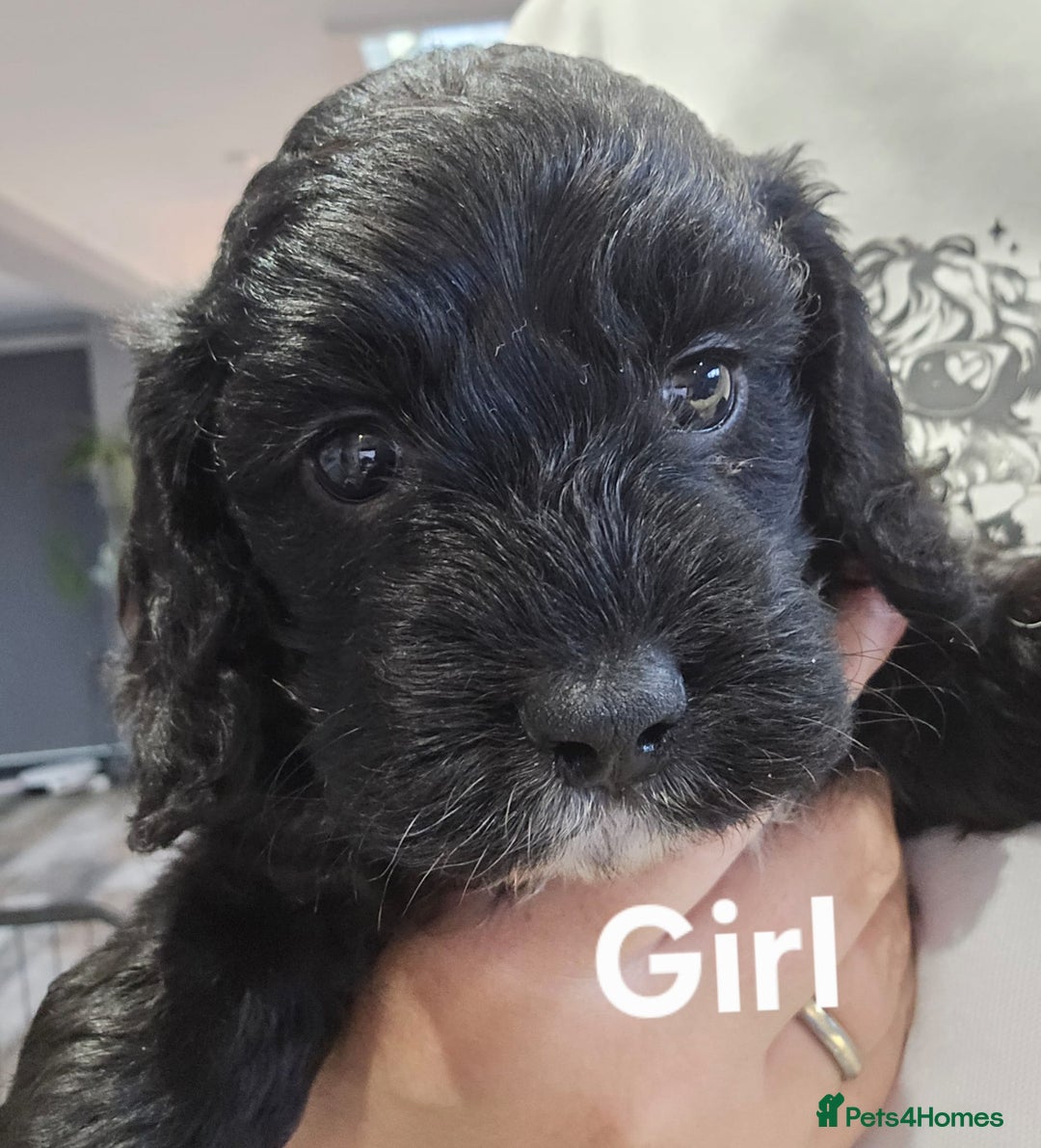 Cockapoo dogs for sale: Champion Line 🏆 F1 Miniature Cockapoo Puppies - Image 5