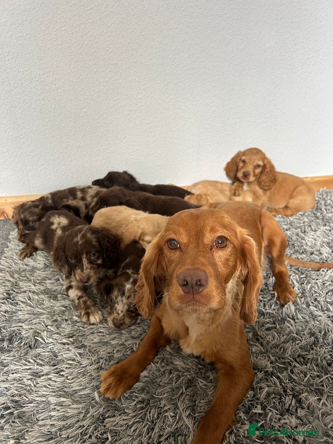 Cocker Spaniel dogs for sale: Cocker spaniel puppies - Image 5
