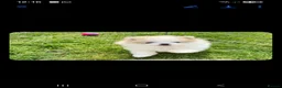 Pomeranian dogs for sale: Pomeranian  - Advert 3
