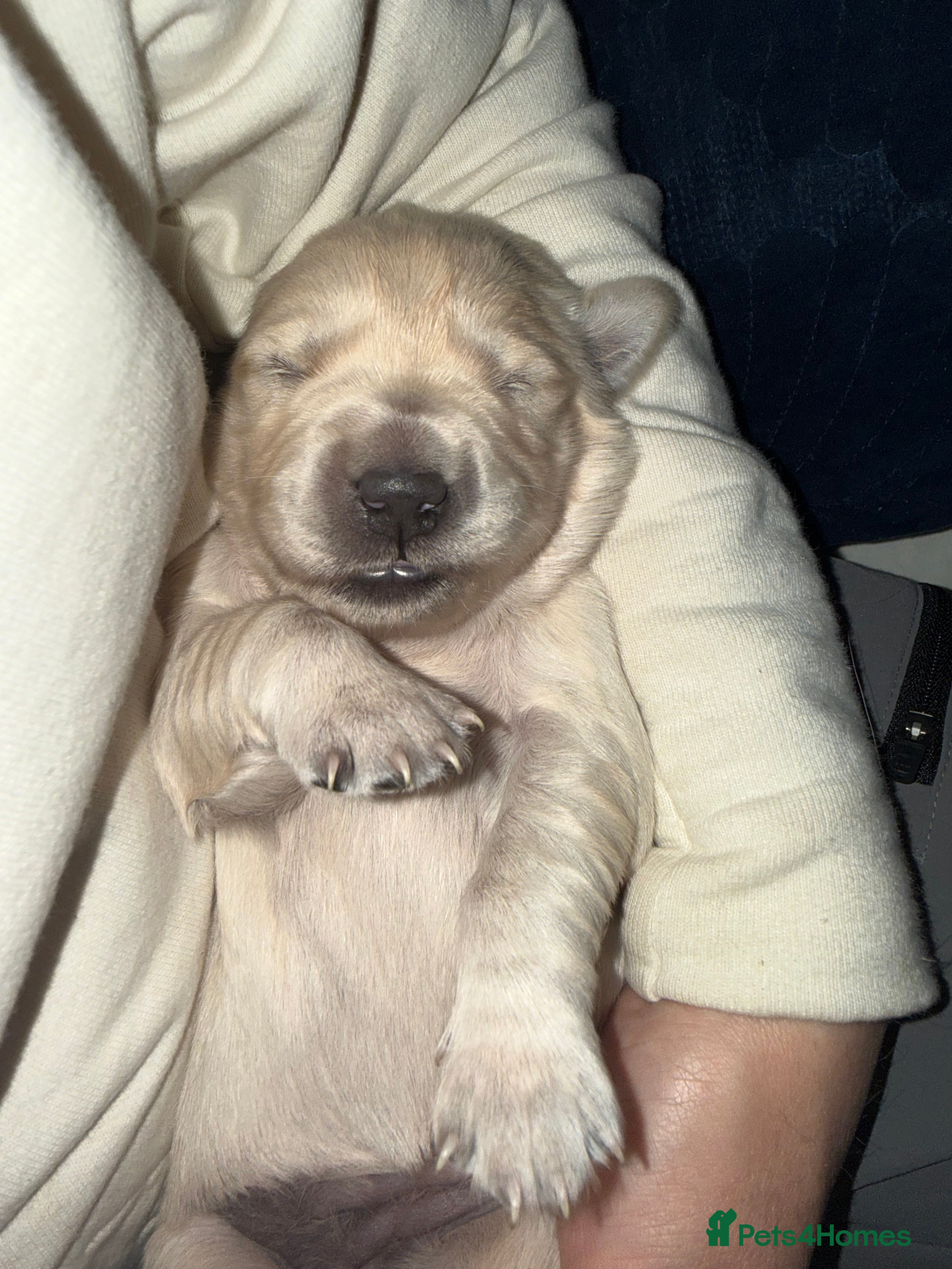Golden Retriever dogs KC Registered Golden Retriever puppies.  - Advert 2