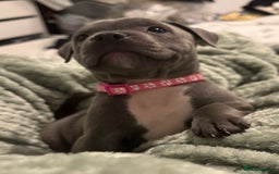 Staffordshire Bull Terrier dogs for sale: Stunning KC Blue Staffordshire Bull Terrier Pups - Image 22