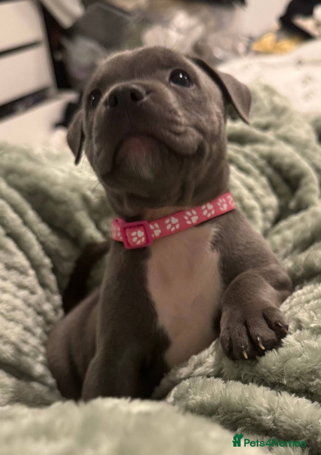 Staffordshire Bull Terrier dogs for sale: Stunning KC Blue Staffordshire Bull Terrier Pups - Image 22