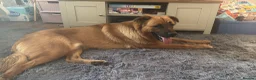 Mixed Breed dogs for sale: Bear - gorgeous 1 year old male - Advert 4