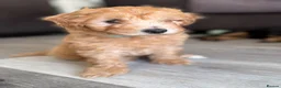 Maltipoo dogs for sale: Maltipoo puppies - Advert 13
