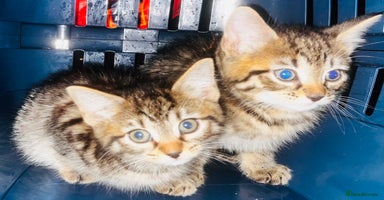 Mixed Breed cats - Advert 11