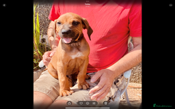 Rhodesian Ridgeback dogs for sale: Lovely Red Wheaten FULLY health tested parents in Pwllheli - Image 2