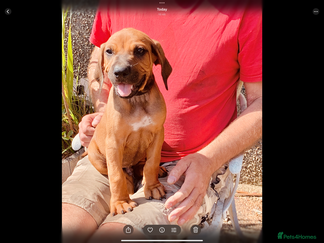 Rhodesian Ridgeback dogs for sale: Lovely Red Wheaten FULLY health tested parents in Pwllheli - Image 2