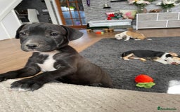 Mixed Breed dogs for sale: Terrier cross puppies for sale.  - Image 15