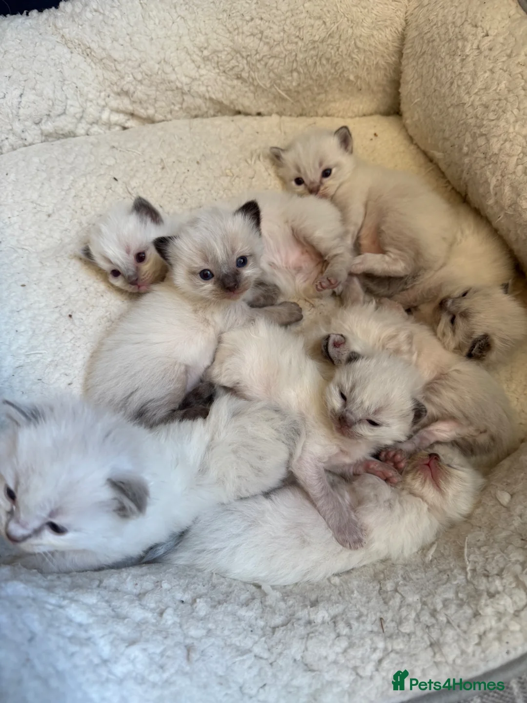 Ragdoll cats for sale: Stunning ragdoll kittens - early interest post - Advert 1