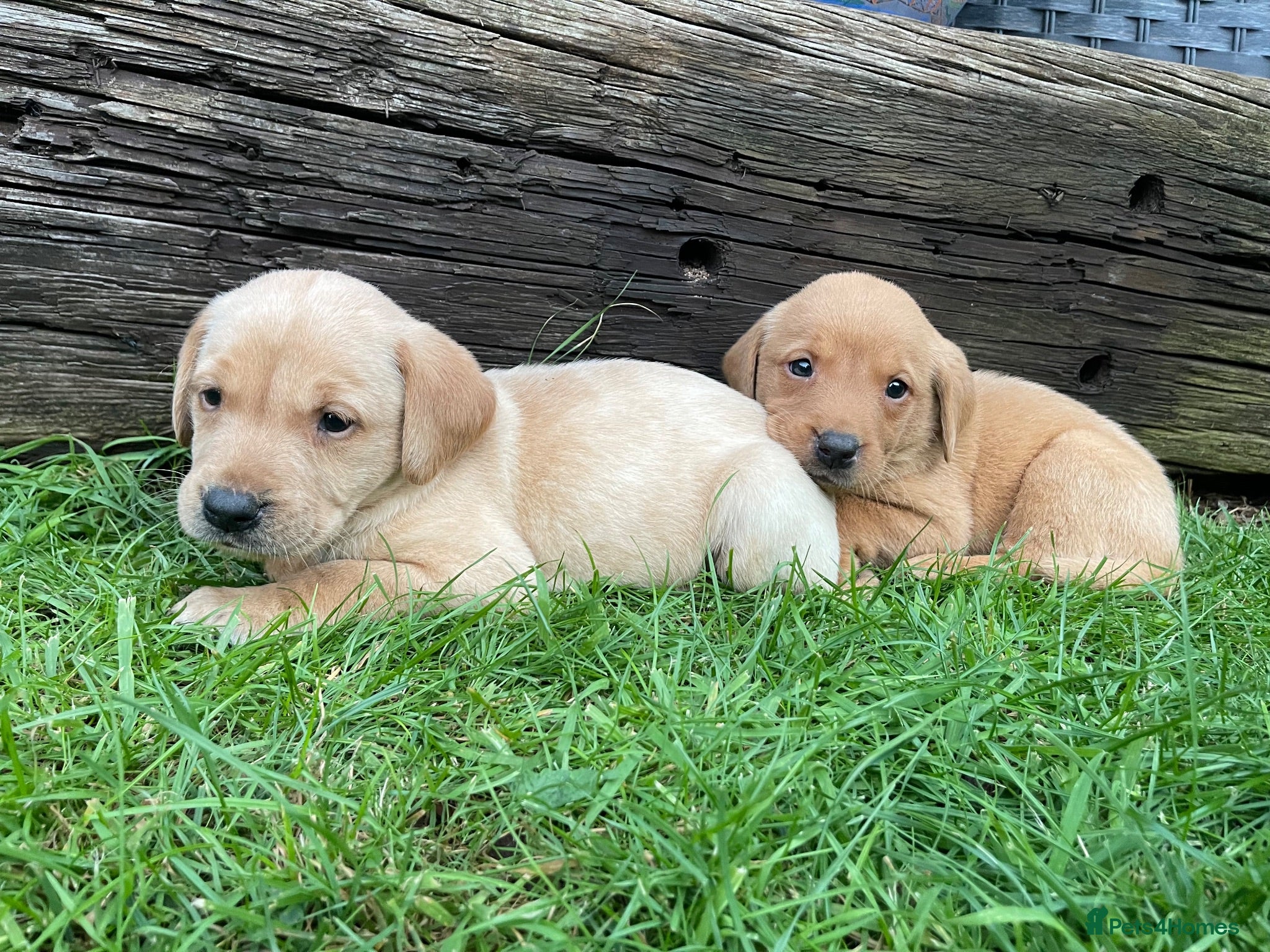 Labrador Retriever dogs Beautiful KC Labrador mixed litter puppies  - Advert 2