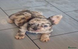 French Bulldog dogs for sale: Fluffy french bulldogs +c2  - Image 37