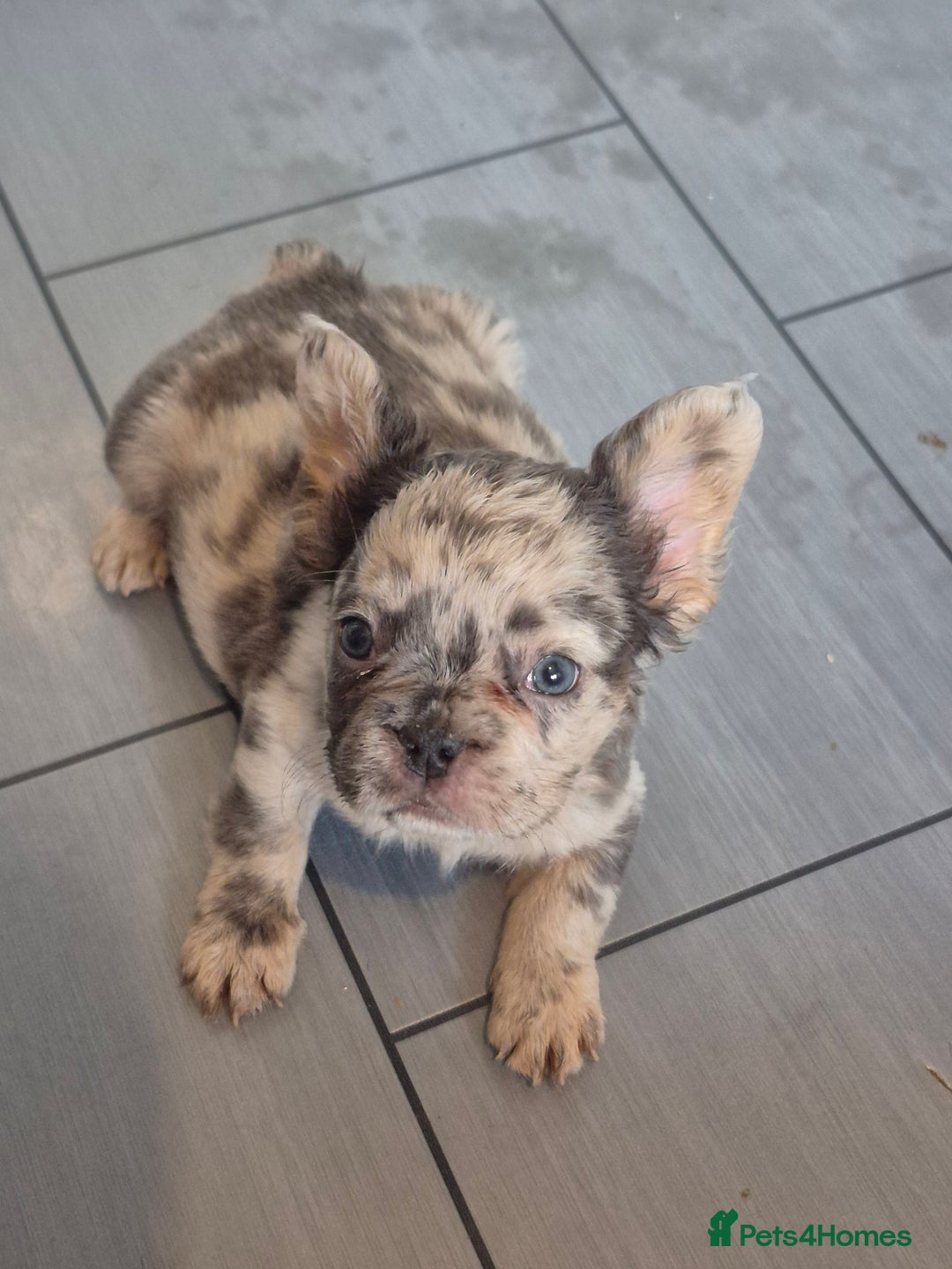 French Bulldog dogs for sale: Fluffy french bulldogs +c2  - Image 37