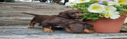 Cocker Spaniel dogs for sale: Cocker Spaniel Puppies  - Advert 18