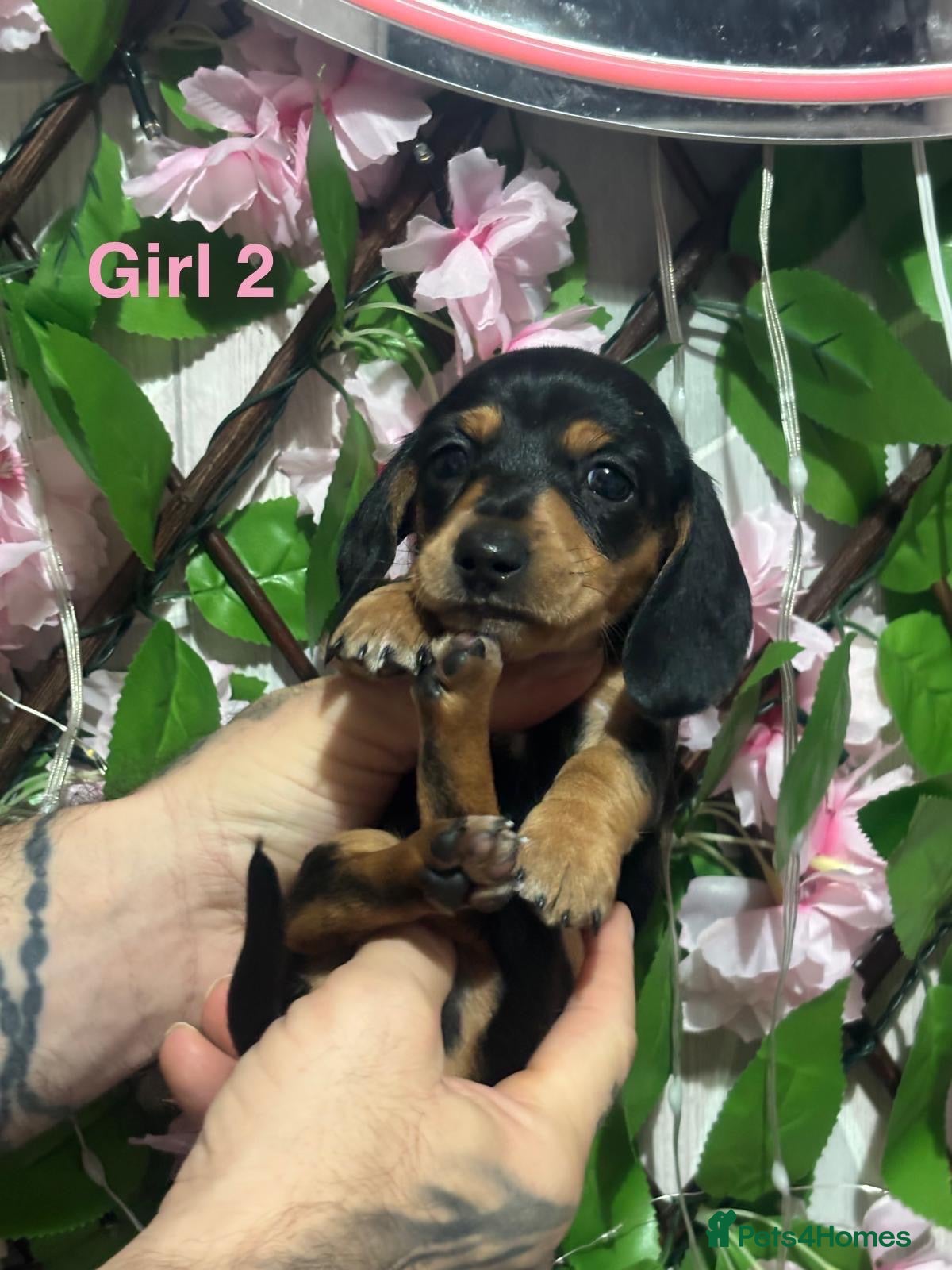Miniature Dachshund dogs 2 Miniature Dachshund left £800  **  Bargain  - Advert 19