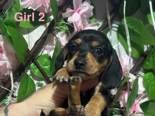 Miniature Dachshund dogs 2 Miniature Dachshund left £800 ** Bargain - Advert 19