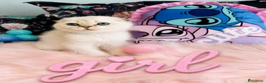 Scottish Fold 3
