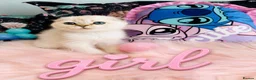 Scottish Fold cats for sale: 🐾 Stunning Scottish kitties 🐾 - Advert 5