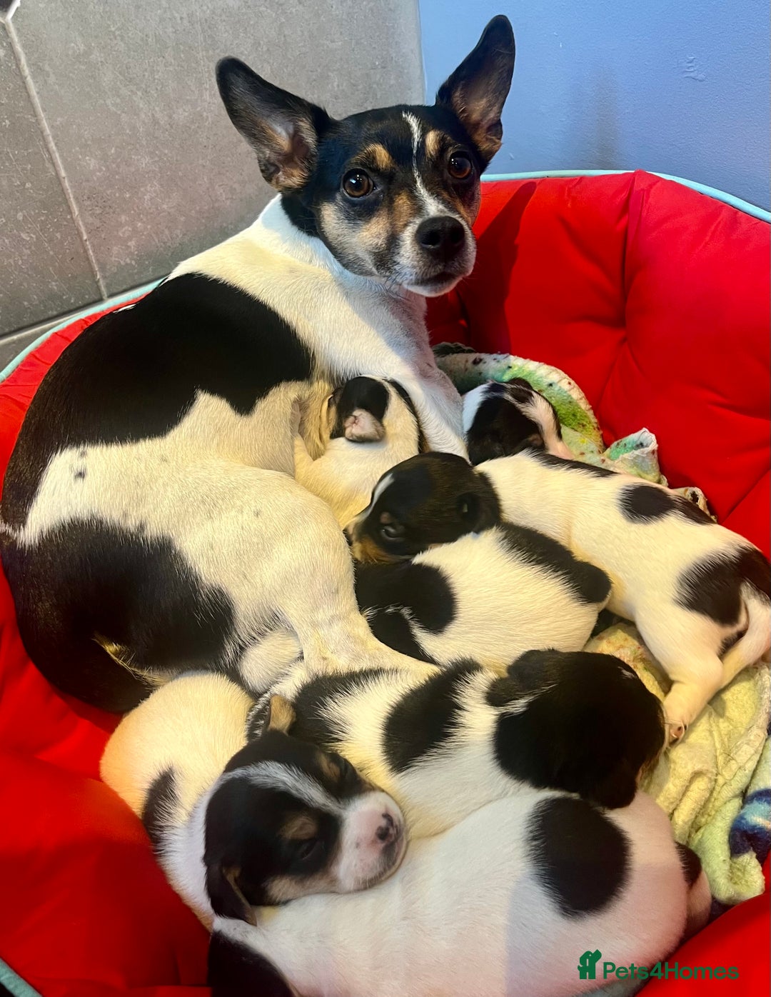 Mixed Breed dogs for sale: First litter of 7 Jack Russel puppies  - Advert 3