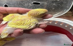 Budgerigars birds for sale: Albino and Lutino Girl Chicks Ready Mid December  - Advert 3