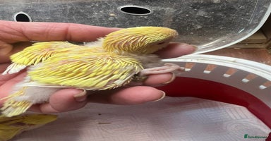Budgerigars birds Albino and Lutino Girl Chicks Ready Mid December  - Advert 4