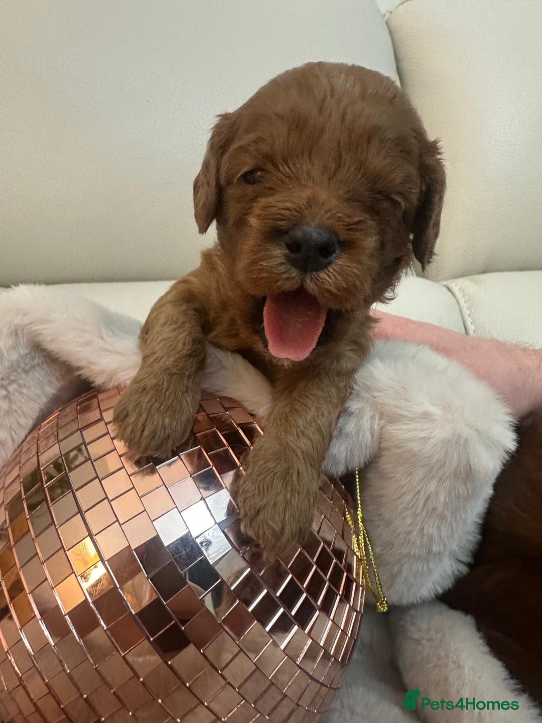 Cavapoo dogs for sale: 🐾 Beautiful F1 Cavapoos – Raised with Love  🐾 - Advert 13