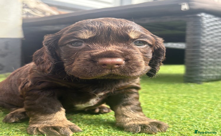 Cocker Spaniel dogs - Advert 3