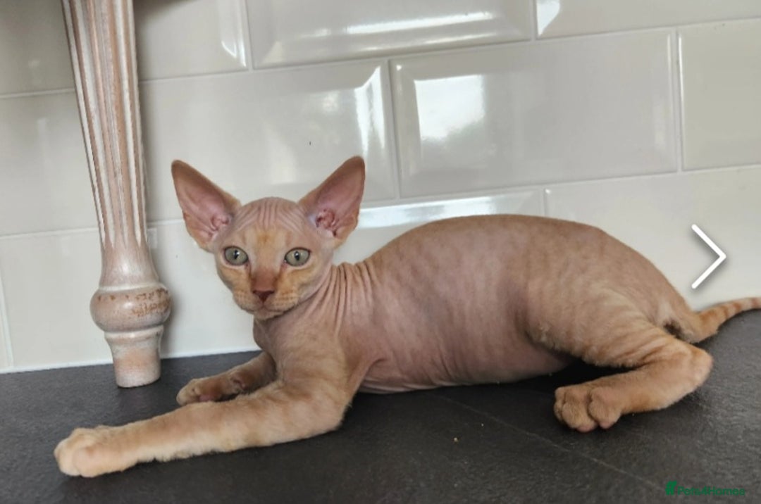 Sphynx cats for sale: 6 Lovely Canadian Sphynx kittens - Image 5