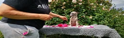 Whippet dogs for sale: Brindle whippets  in Holyhead - Advert 5
