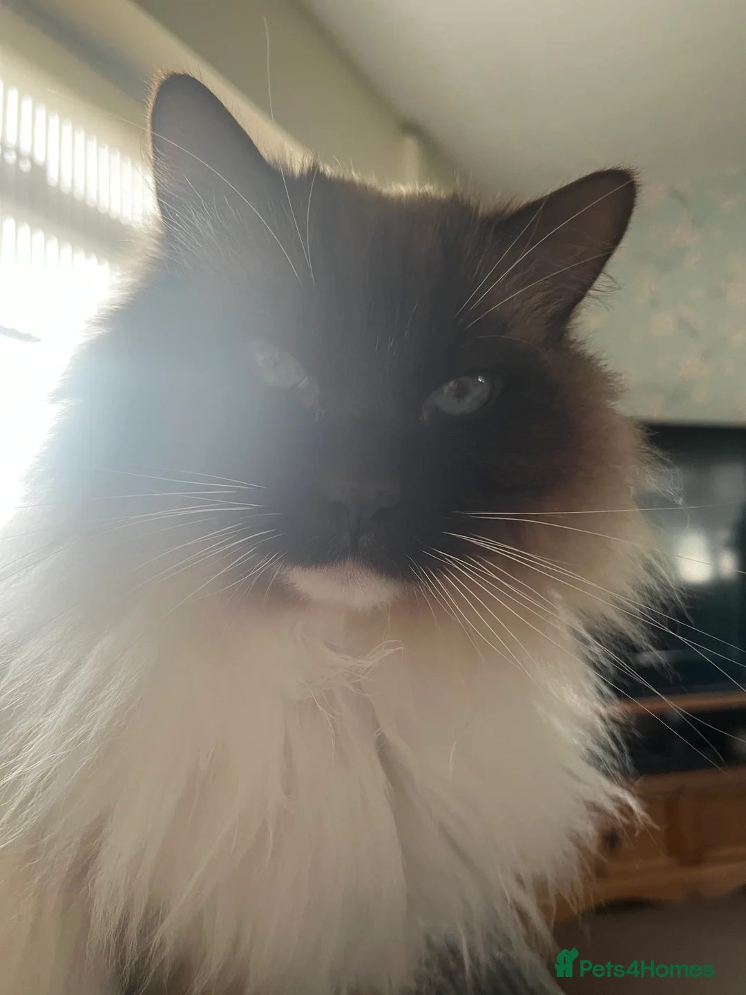 Ragdoll cats for sale: Male neutered ragdoll - Advert 3