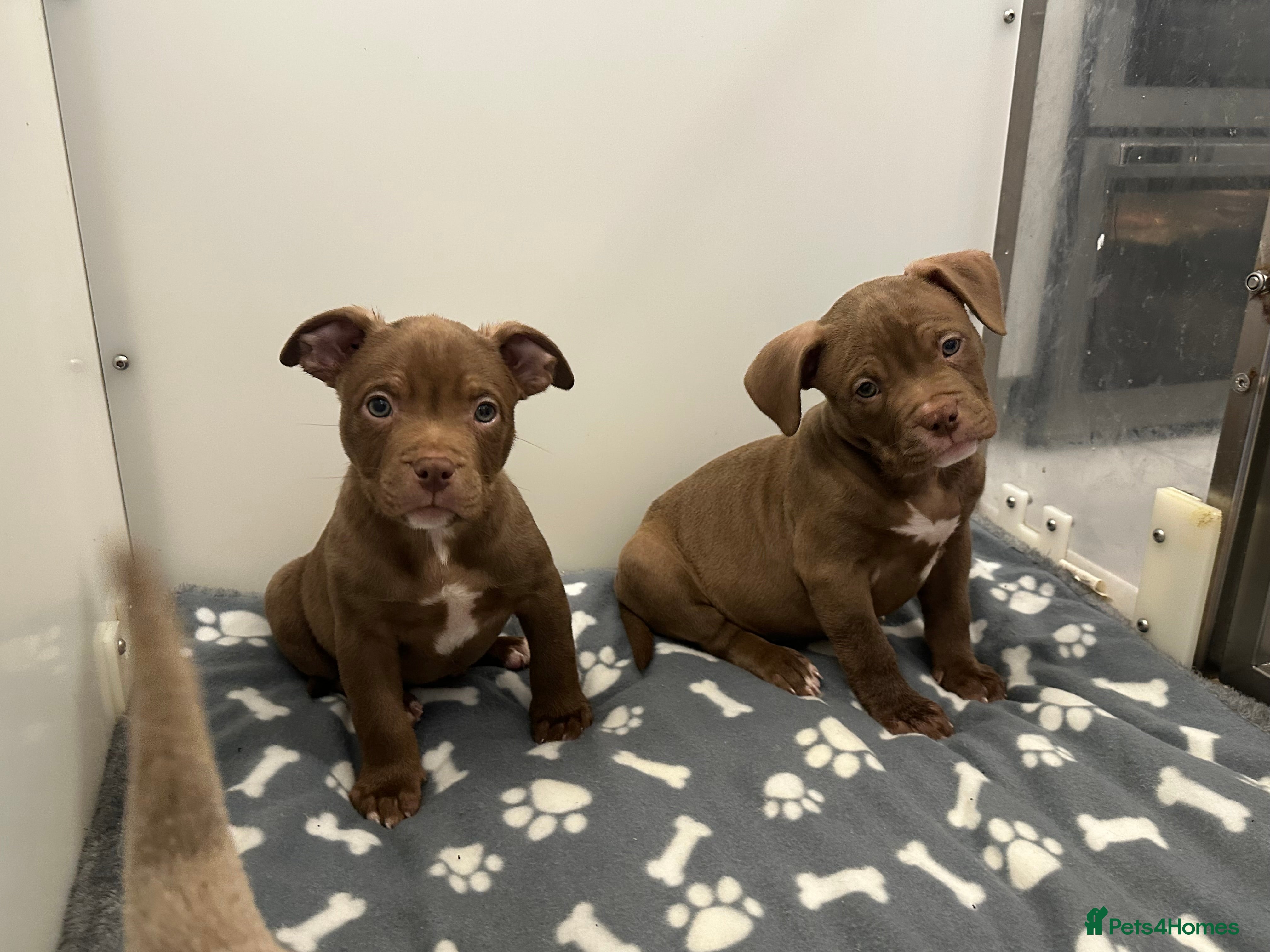 American Bully dogs REDUCED Male & Female Pocket bully import lines - Advert 4