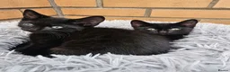 Mixed Breed cats for sale: 2 beautiful dark chocolate colloured boys  - Advert 8