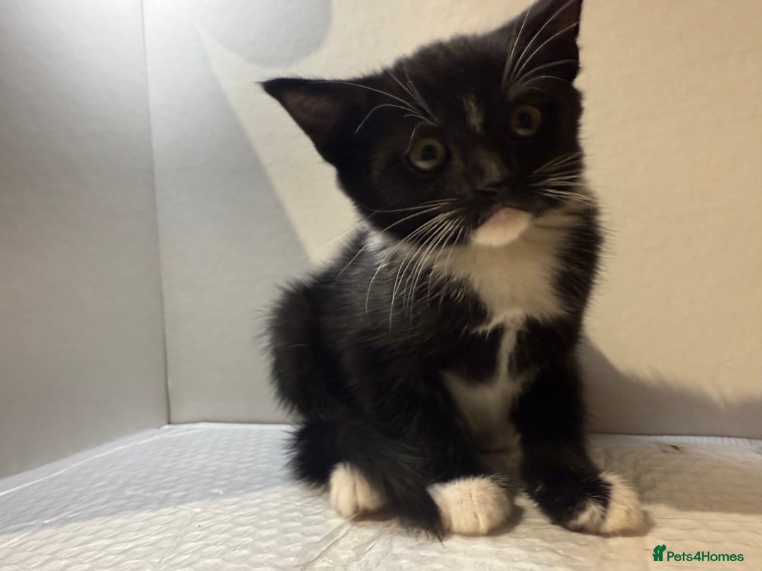 Korat cats for sale: Cute playful kittens ready for their new home 🖤🤍 - Advert 29