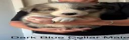 Border Collie dogs for sale: Outstanding Litter Of 12 Border Collie Puppies 🐶 - Advert 11
