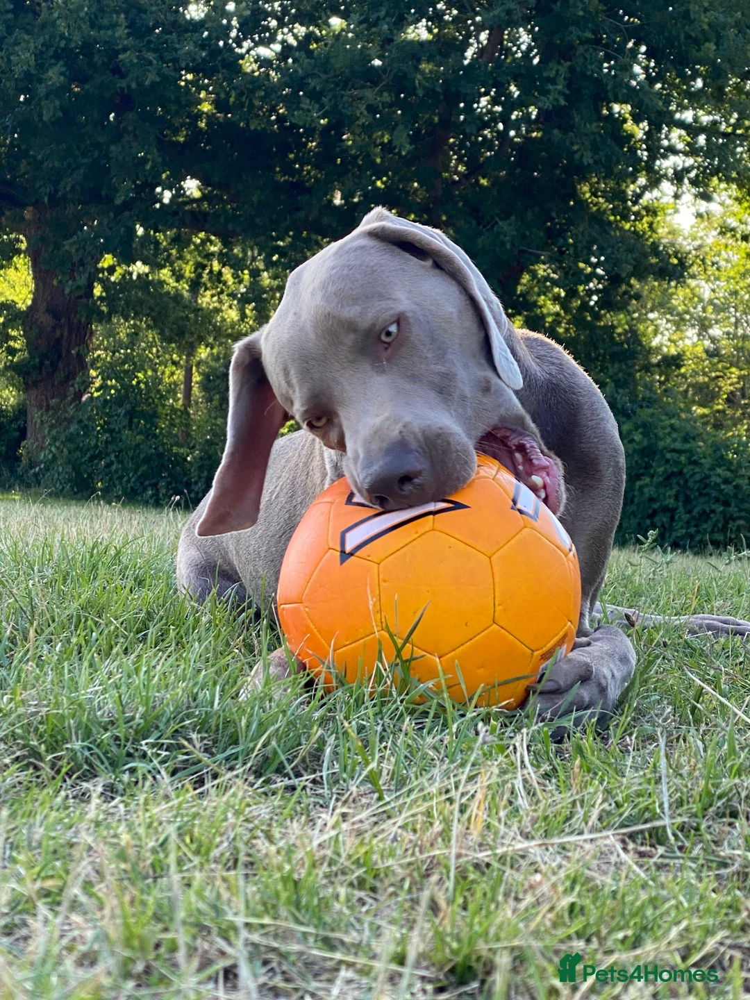 Weimaraner dogs for sale: Aress - Advert 2