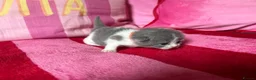 British Shorthair cats for sale: Champion Line British Shorthair Kittens 😻🥇🏆🐾 - Advert 3
