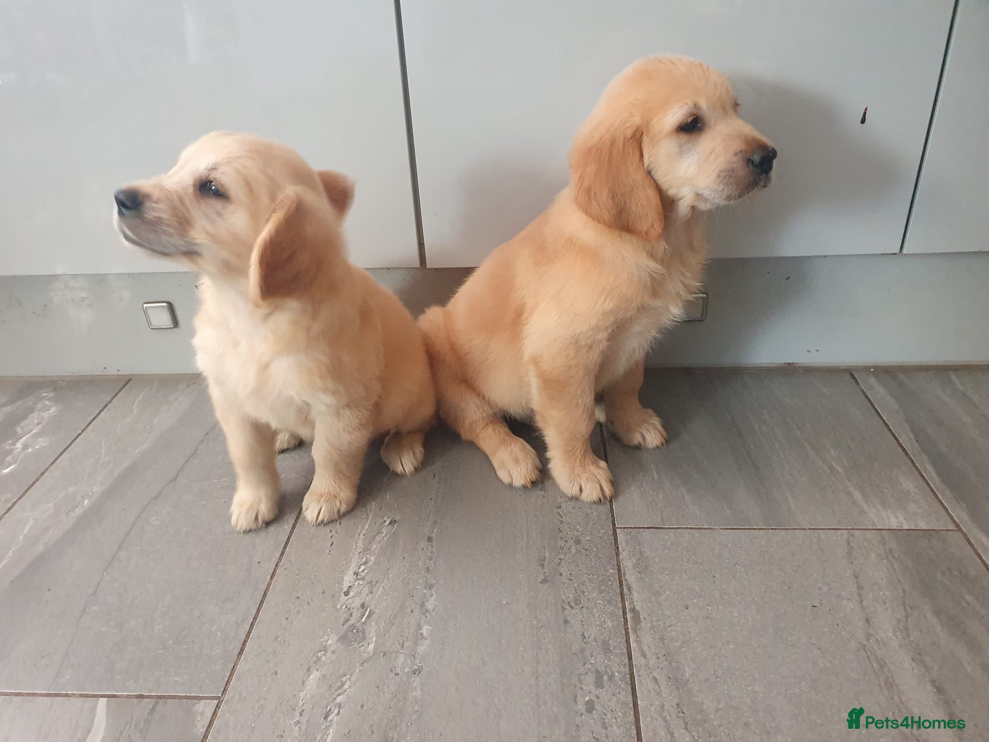 Golden Retriever dogs Pedigree Golden retriever championbloodline pups - Advert 2
