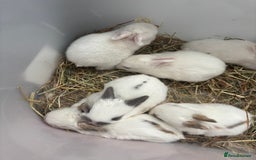 Mixed Breed rabbits for sale: Gorgeous baby bunny’s for sale  - Image 13