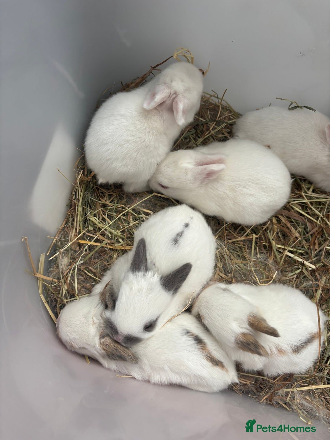 Mixed Breed rabbits for sale: Gorgeous baby bunny’s for sale  - Image 13