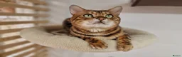 Bengal cats for stud: Bengal cat for stud, Calvin. in Peterborough - Advert 13