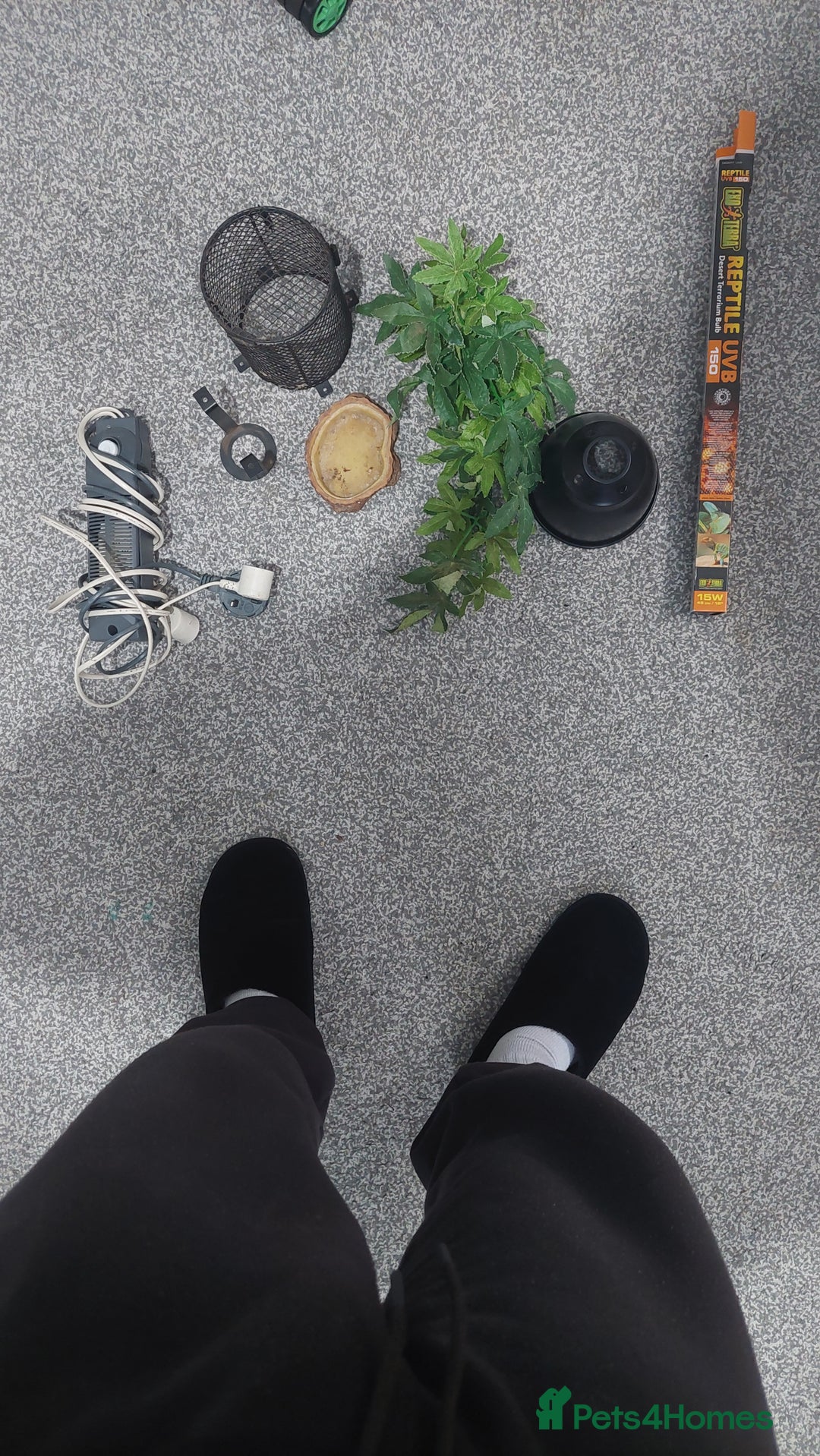 Dragon reptiles for sale: Bearded dragon with viv - Advert 6