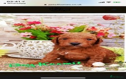 Cavapoo dogs for stud: Extensively Heath Tested Deep Red Min Poodle in Mansfield - Image 22