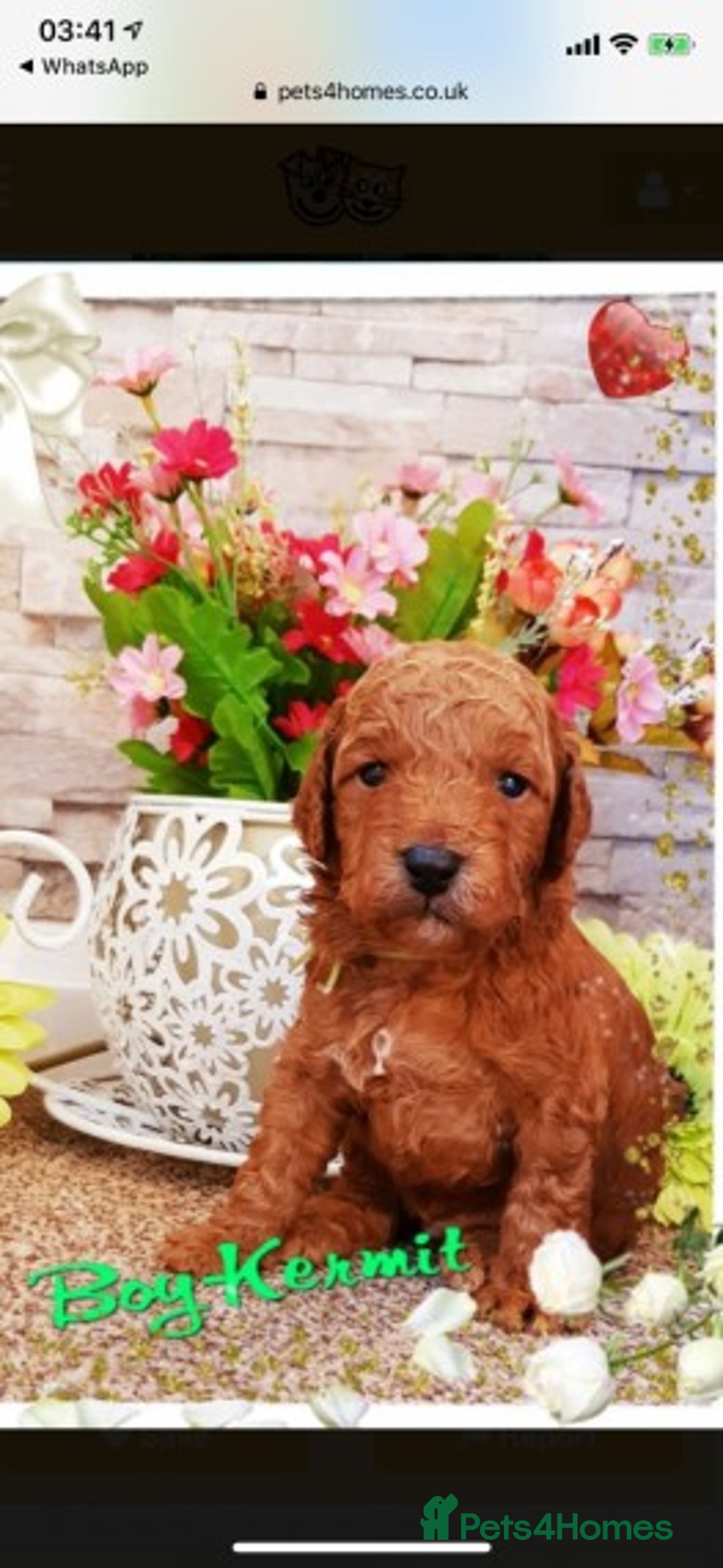Cavapoo dogs for stud: Extensively Heath Tested Deep Red Min Poodle in Mansfield - Image 22